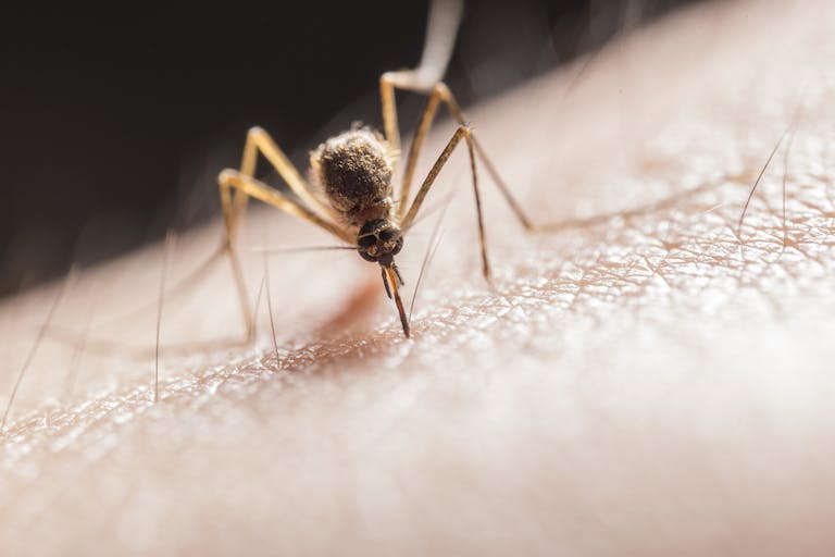 Macro shot capturing a mosquito piercing skin with its proboscis, highlighting its role as a pest.
