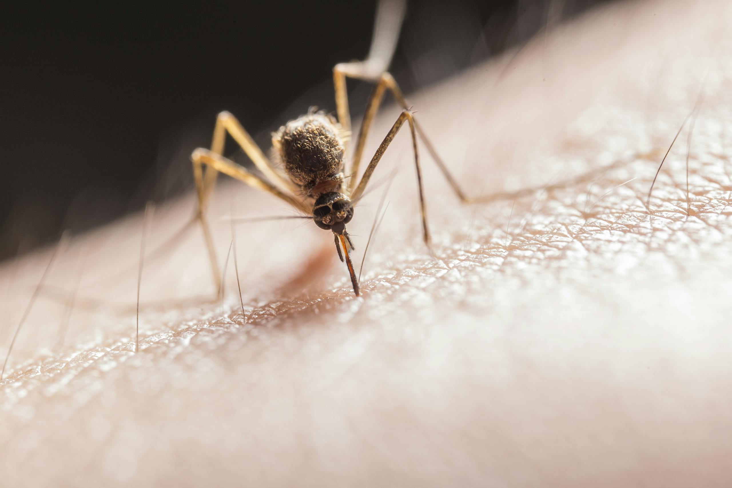 Macro shot capturing a mosquito piercing skin with its proboscis, highlighting its role as a pest.